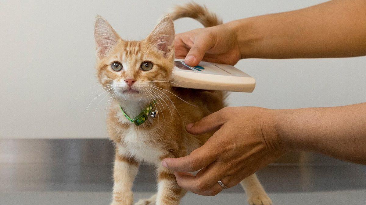 Evcil Hayvanlara Takılma Zorunluluğu Getirilen Mikroçip Tam Olarak Ne İşe Yarıyor?