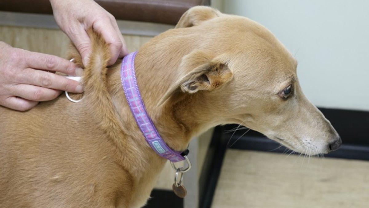 Evcil Hayvanlara Takılma Zorunluluğu Getirilen Mikroçip Tam Olarak Ne İşe Yarıyor?
