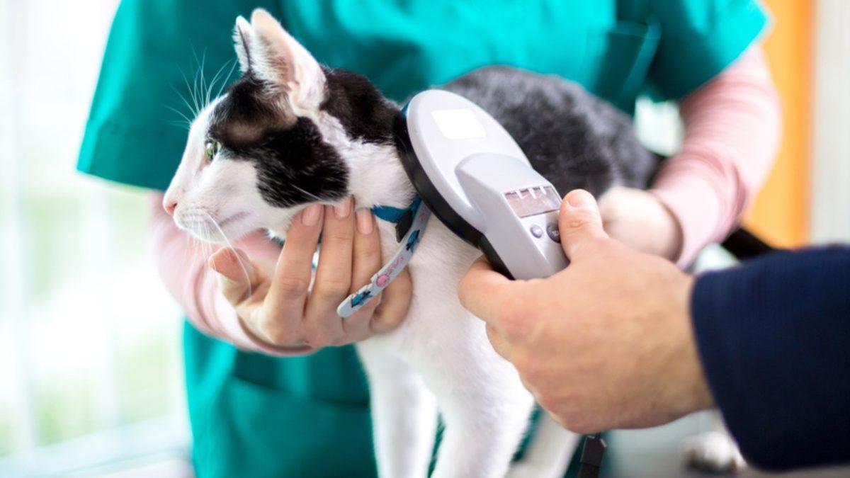 Evcil Hayvanlara Takılma Zorunluluğu Getirilen Mikroçip Tam Olarak Ne İşe Yarıyor?