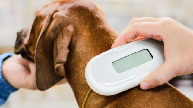 Evcil Hayvanlara Takılma Zorunluluğu Getirilen Mikroçip Tam Olarak Ne İşe Yarıyor?