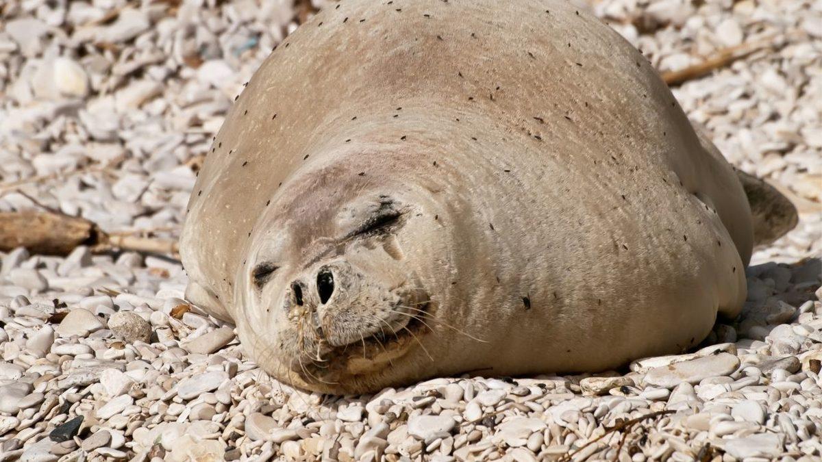 Bir Zamanlar Türkiye Topraklarında Yaşamış Nesli Tükenen 15 Hayvan