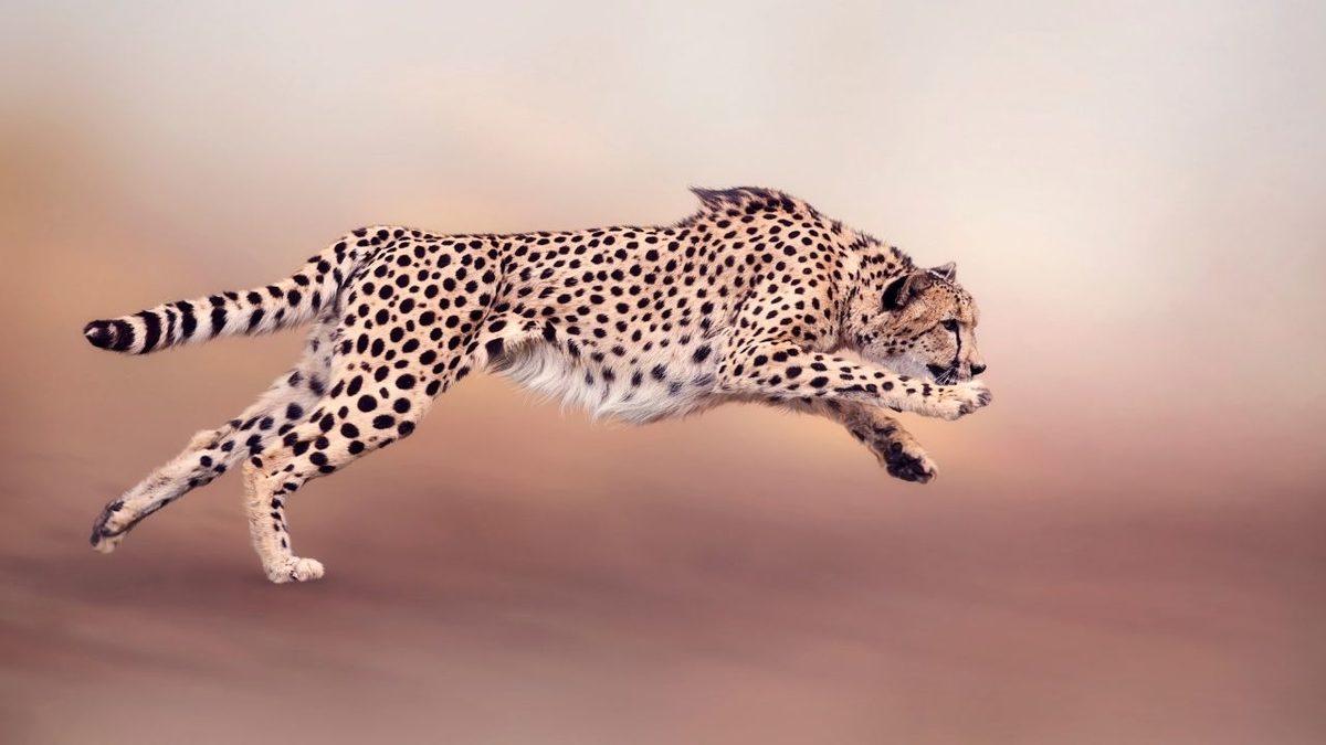 Bir Zamanlar Türkiye Topraklarında Yaşamış Nesli Tükenen 15 Hayvan