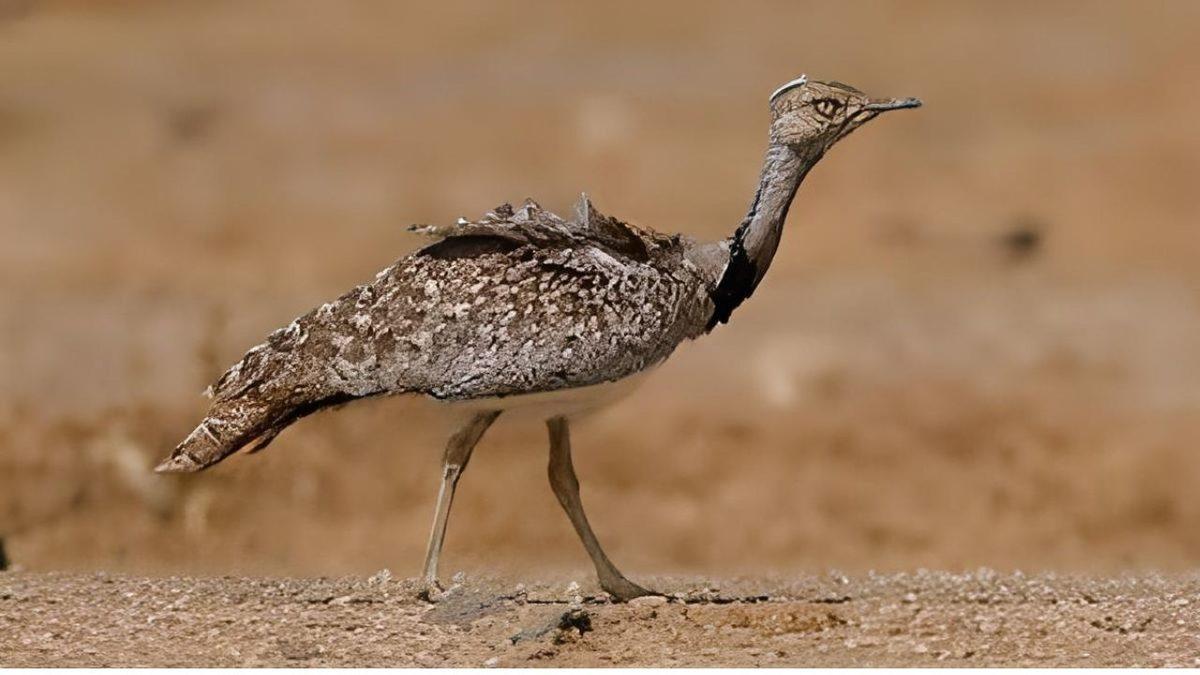Bir Zamanlar Türkiye Topraklarında Yaşamış Nesli Tükenen 15 Hayvan