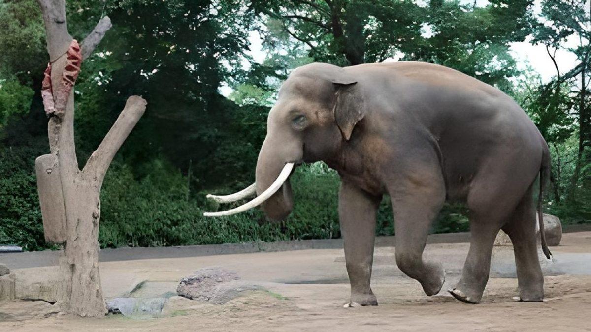 Bir Zamanlar Türkiye Topraklarında Yaşamış Nesli Tükenen 15 Hayvan