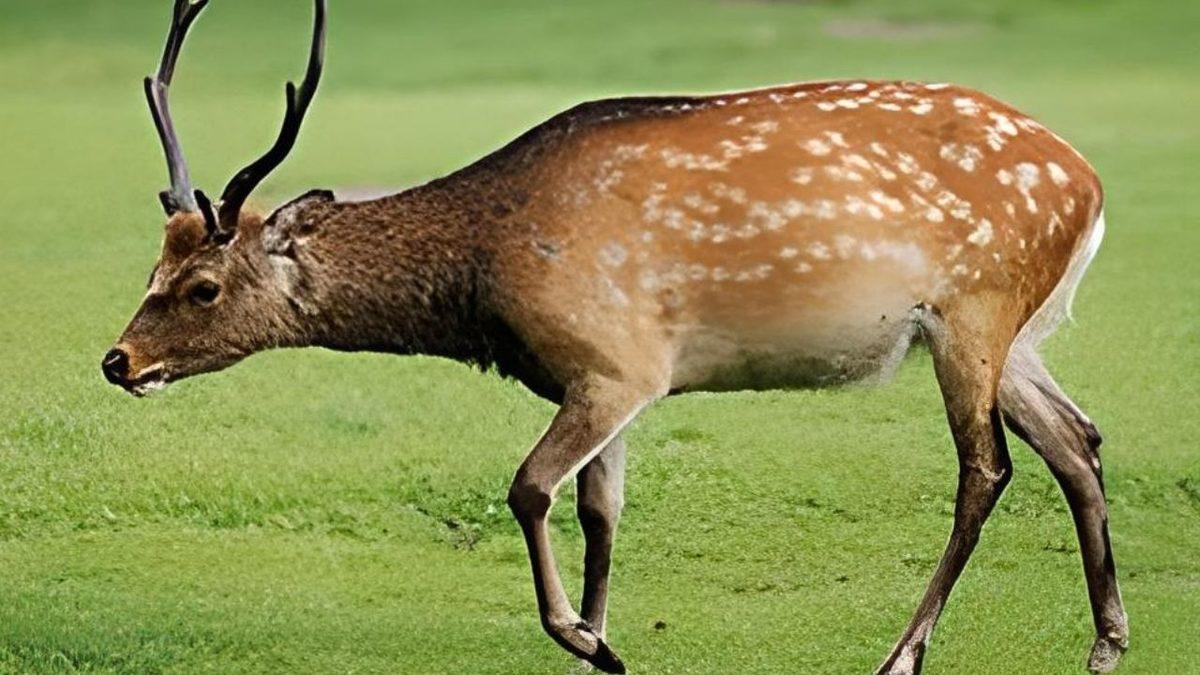 Bir Zamanlar Türkiye Topraklarında Yaşamış Nesli Tükenen 15 Hayvan