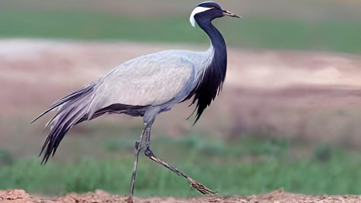 Bir Zamanlar Türkiye Topraklarında Yaşamış Nesli Tükenen 15 Hayvan