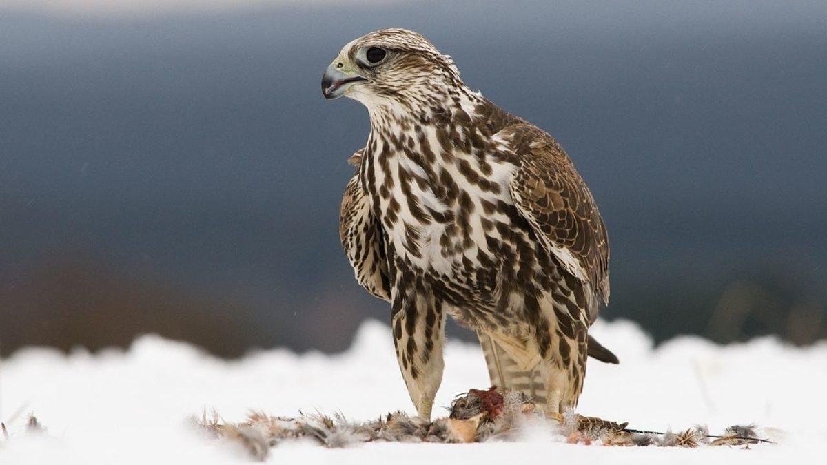 Bir Zamanlar Türkiye Topraklarında Yaşamış Nesli Tükenen 15 Hayvan