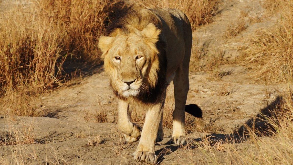 Bir Zamanlar Türkiye Topraklarında Yaşamış Nesli Tükenen 15 Hayvan