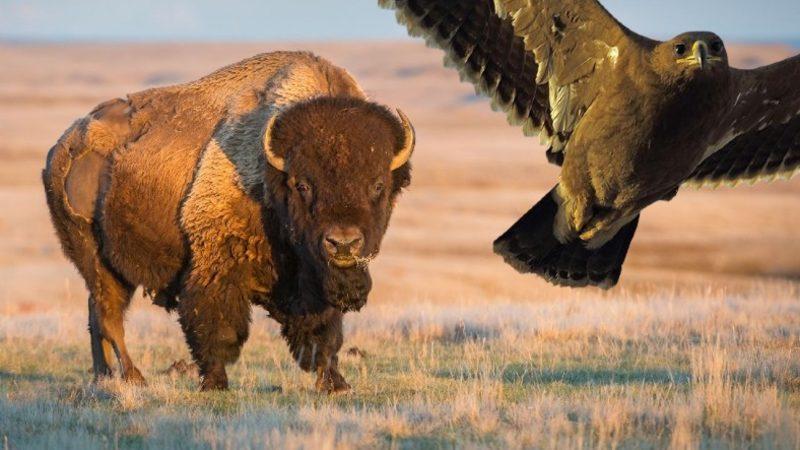 Bir Zamanlar Türkiye Topraklarında Yaşamış Nesli Tükenen 15 Hayvan