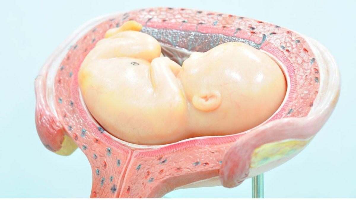 Anne Karnındaki Bebeği Aylarca Tok ve Sağlıklı Tutan ’Plasenta’ Nedir? İşte Plasenta Hakkında 11 Enteresan Bilgi