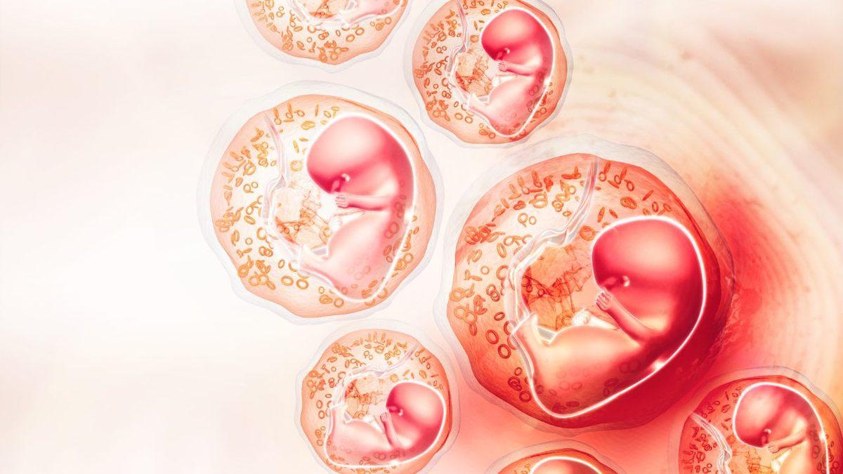 Anne Karnındaki Bebeği Aylarca Tok ve Sağlıklı Tutan ’Plasenta’ Nedir? İşte Plasenta Hakkında 11 Enteresan Bilgi