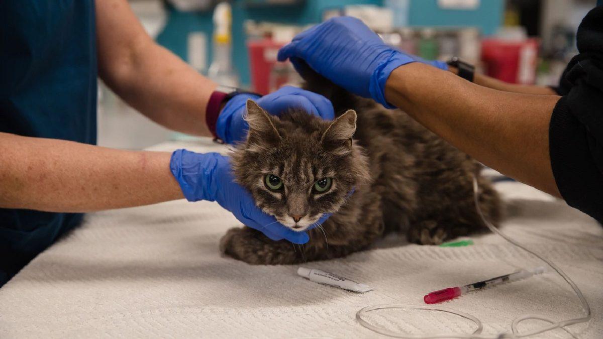 Yeni Araştırmaya Göre İnsanlardan Evcil Hayvanlara Koronavirüs Bulaşıyor Olabilir