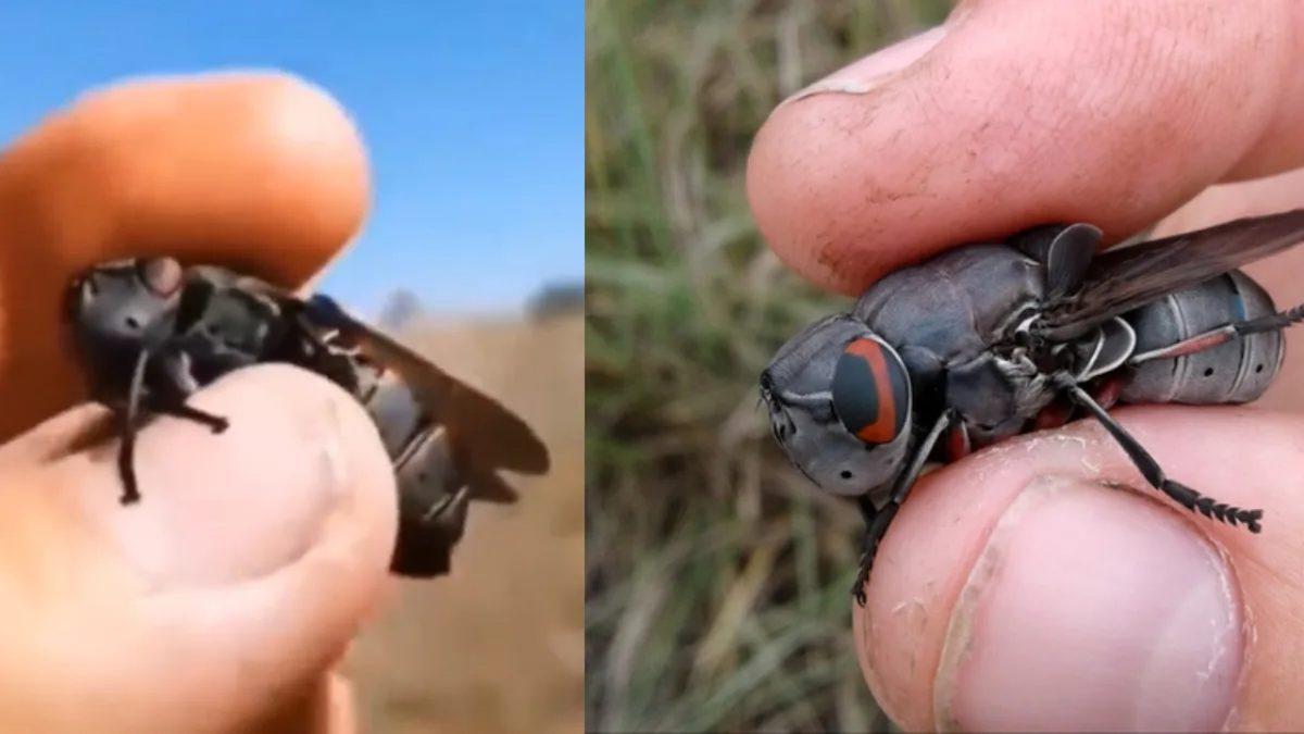 ABD Ordusuna Ait Olduğu Söylenen ’Drone Sinekler’ Videosu Yalan Çıktı: İşte Olayın Gerçek Yüzü