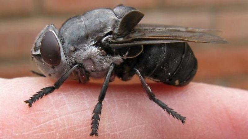 ABD Ordusuna Ait Olduğu Söylenen ’Drone Sinekler’ Videosu Yalan Çıktı: İşte Olayın Gerçek Yüzü