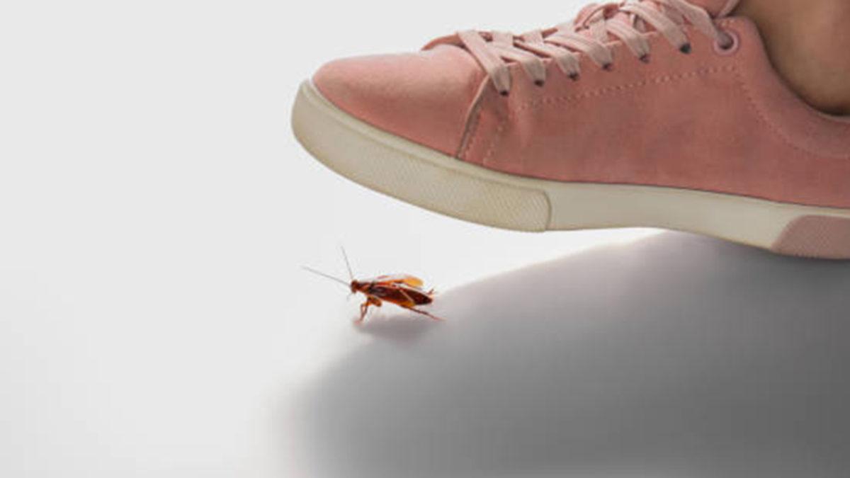 Bazı Böceklerin de İnsanlar Gibi Acı Çektiği Kanıtlandı: Öldürmeden Önce İki Kere Düşünün