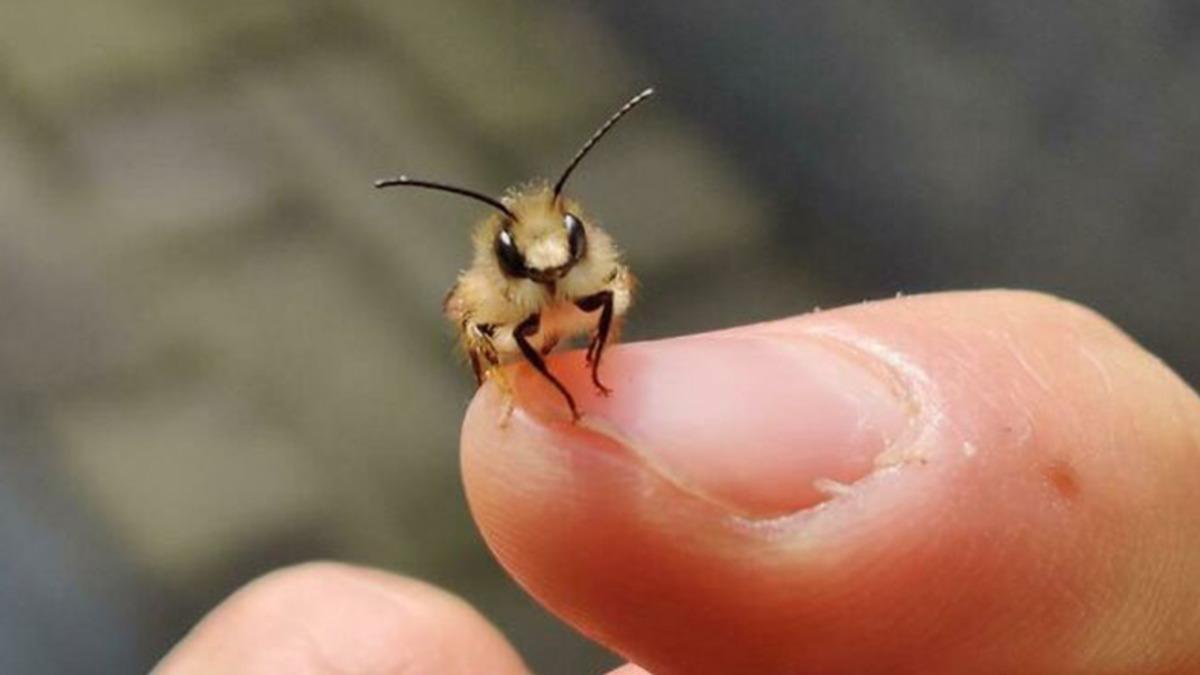 Bazı Böceklerin de İnsanlar Gibi Acı Çektiği Kanıtlandı: Öldürmeden Önce İki Kere Düşünün
