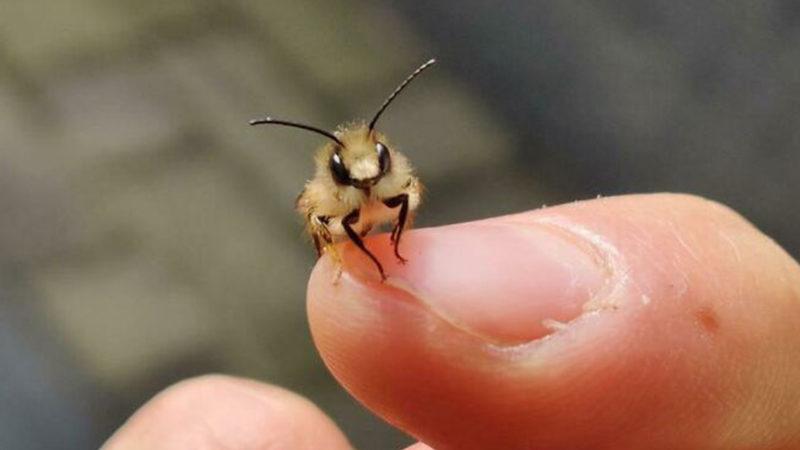 Bazı Böceklerin de İnsanlar Gibi Acı Çektiği Kanıtlandı: Öldürmeden Önce İki Kere Düşünün