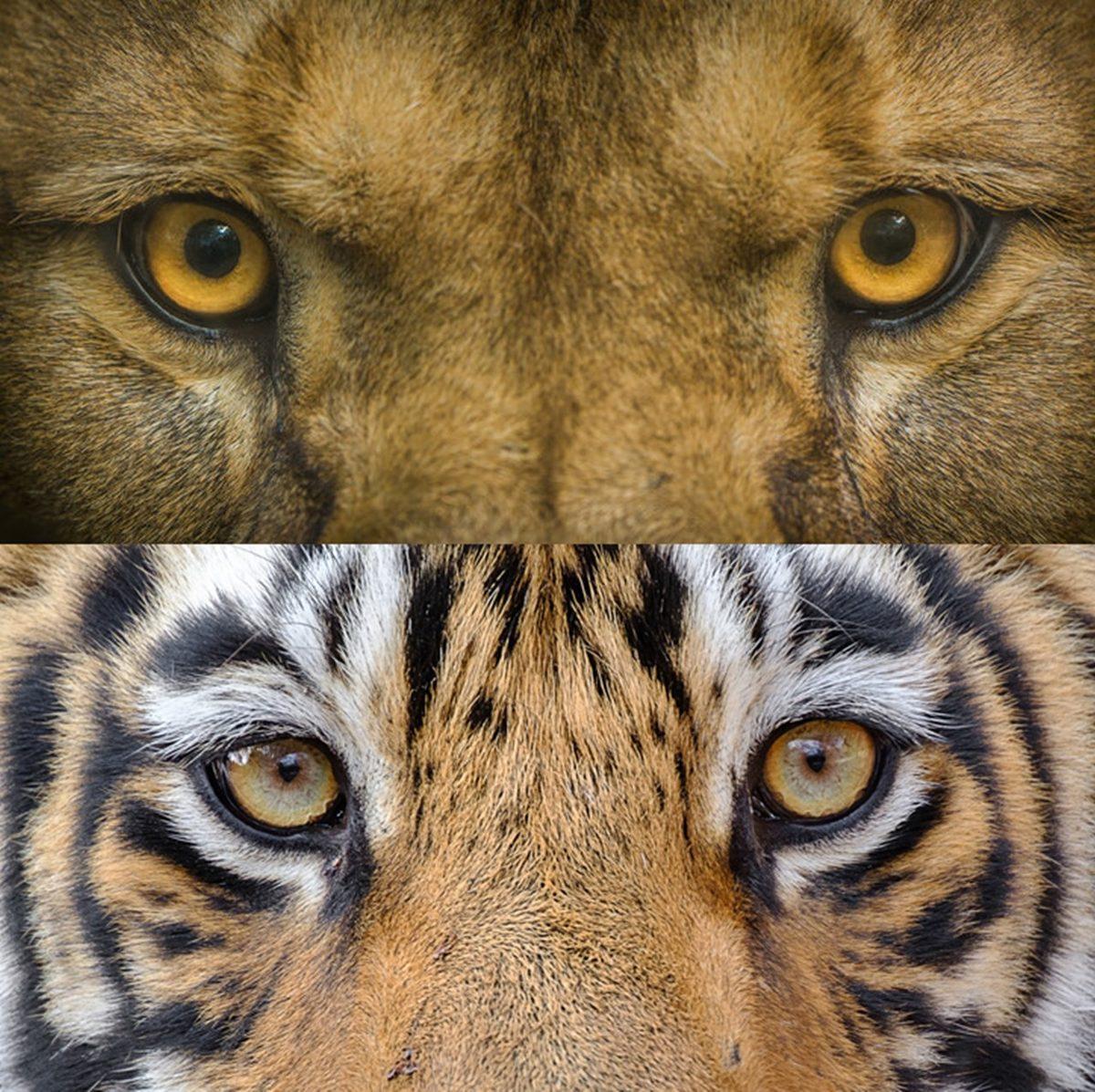 Keçilerin Gözleri Neden Bu Kadar Tuhaftır?