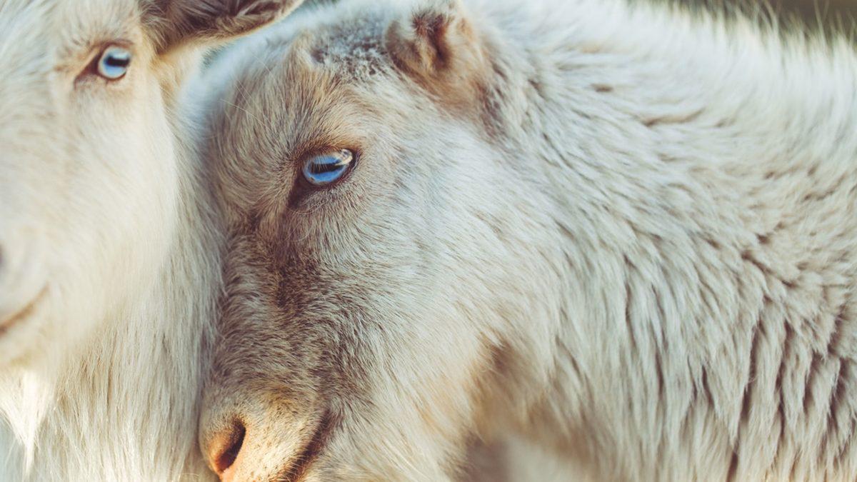 Keçilerin Gözleri Neden Bu Kadar Tuhaftır?