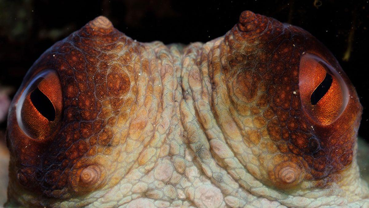 Keçilerin Gözleri Neden Bu Kadar Tuhaftır?