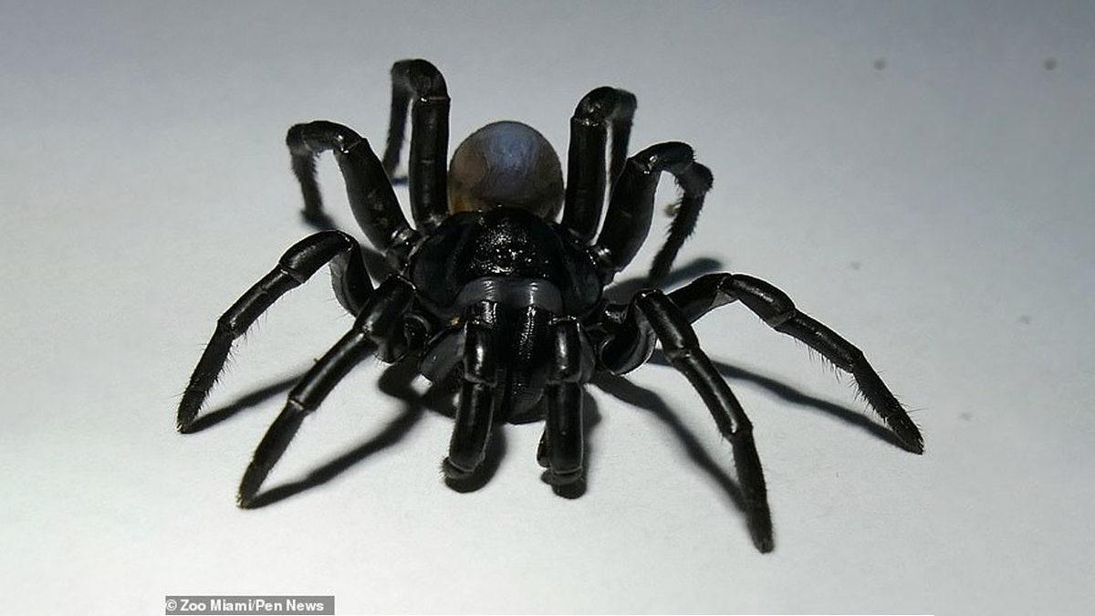 Örümcek Fobisi Olan Girmesin: Miami’de Parlak, Siyah ve Korkunç Bir Örümcek Türü Keşfedildi