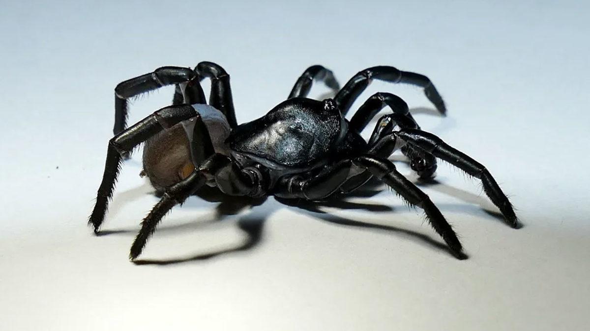 Örümcek Fobisi Olan Girmesin: Miami’de Parlak, Siyah ve Korkunç Bir Örümcek Türü Keşfedildi
