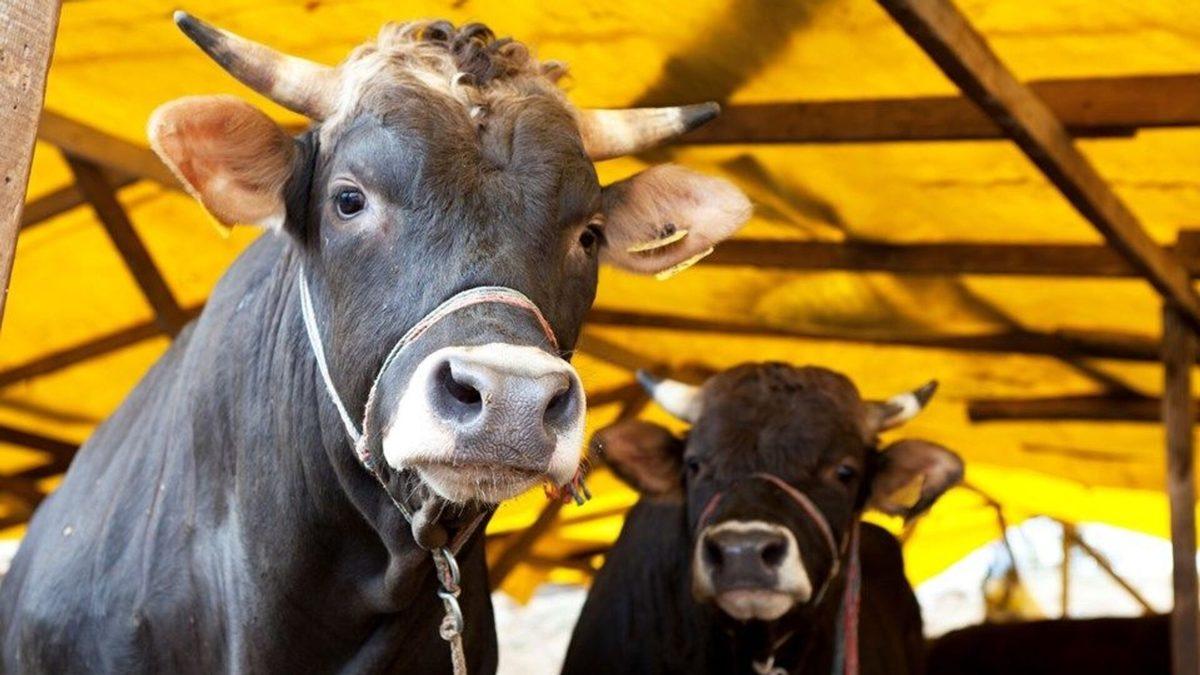 Öğrenince Sosyal Medyanın Gerçek Yüzünü Göreceğiniz Teori: Kalabalığın Bilgeliği Nedir?