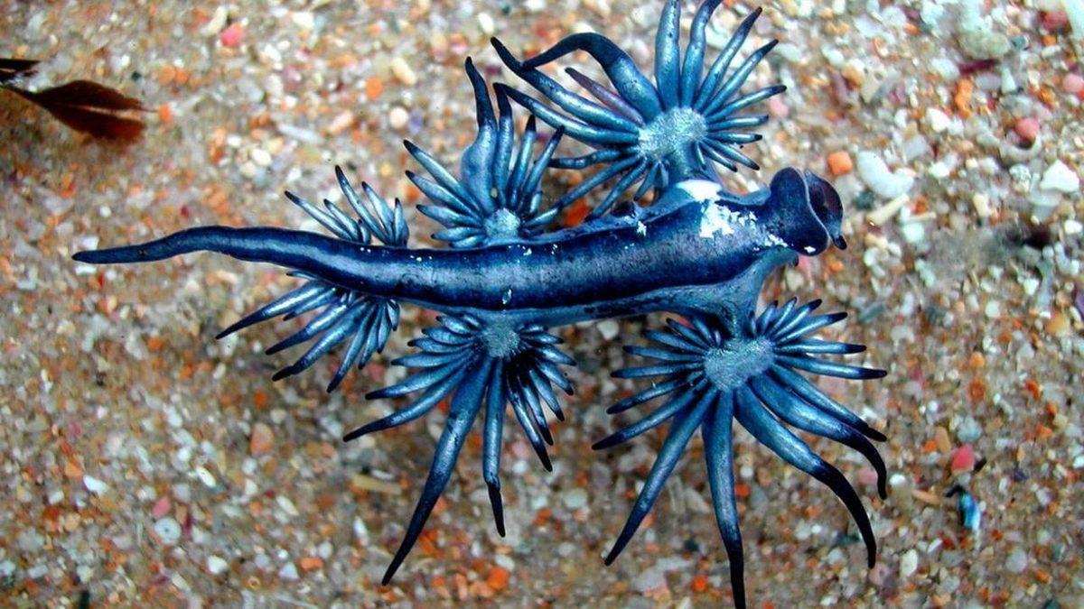 Gerçek Olduğuna İnanamayacağınız, Dünya Üzerinde Yaşayan En Garip 20 Canlı