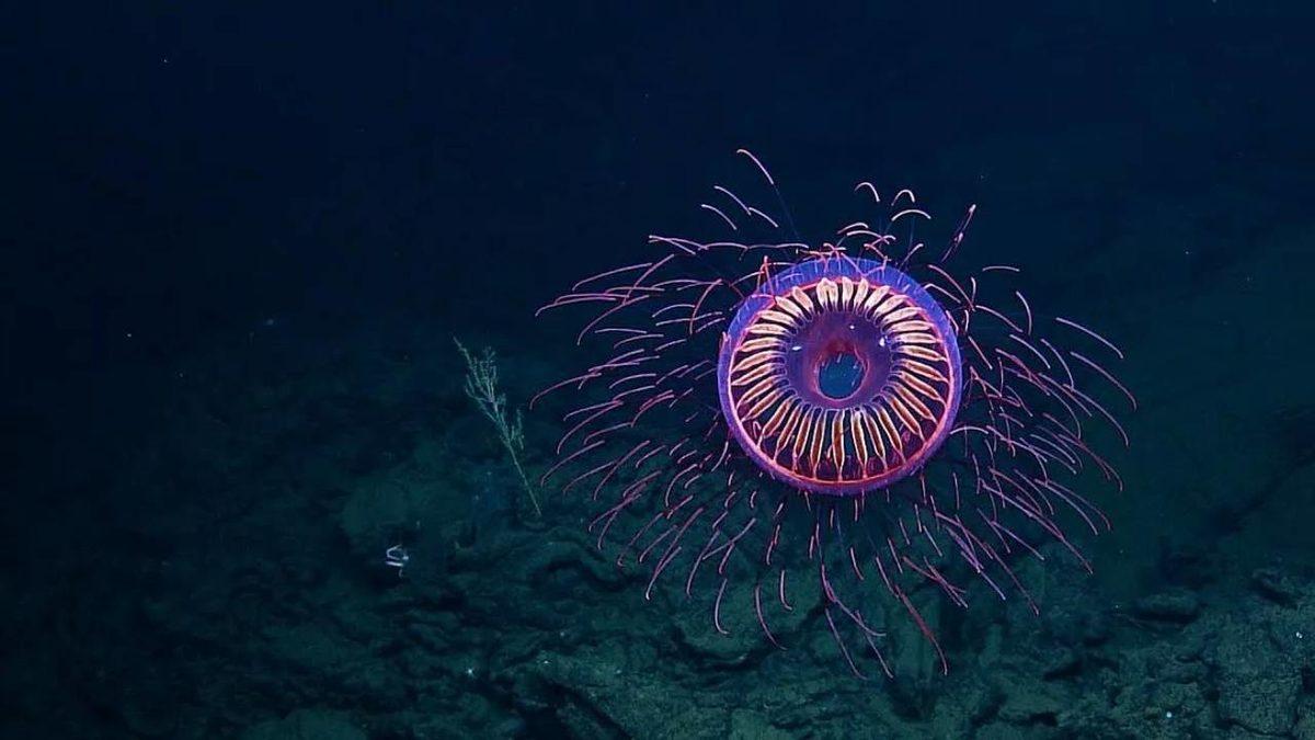 Gerçek Olduğuna İnanamayacağınız, Dünya Üzerinde Yaşayan En Garip 20 Canlı