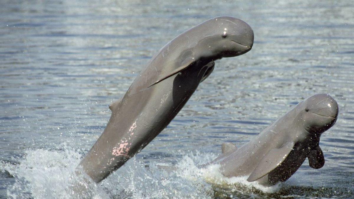 Gerçek Olduğuna İnanamayacağınız, Dünya Üzerinde Yaşayan En Garip 20 Canlı