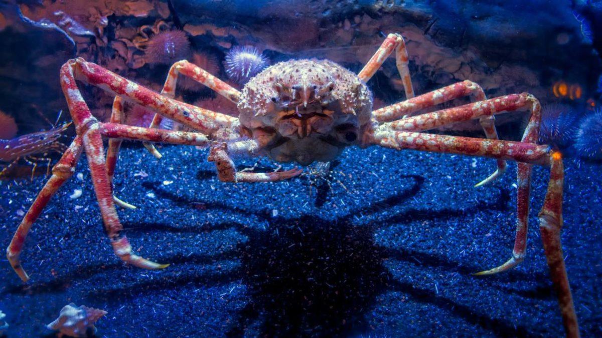 Gerçek Olduğuna İnanamayacağınız, Dünya Üzerinde Yaşayan En Garip 20 Canlı