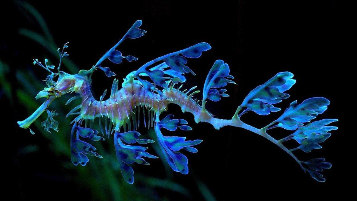 Gerçek Olduğuna İnanamayacağınız, Dünya Üzerinde Yaşayan En Garip 20 Canlı