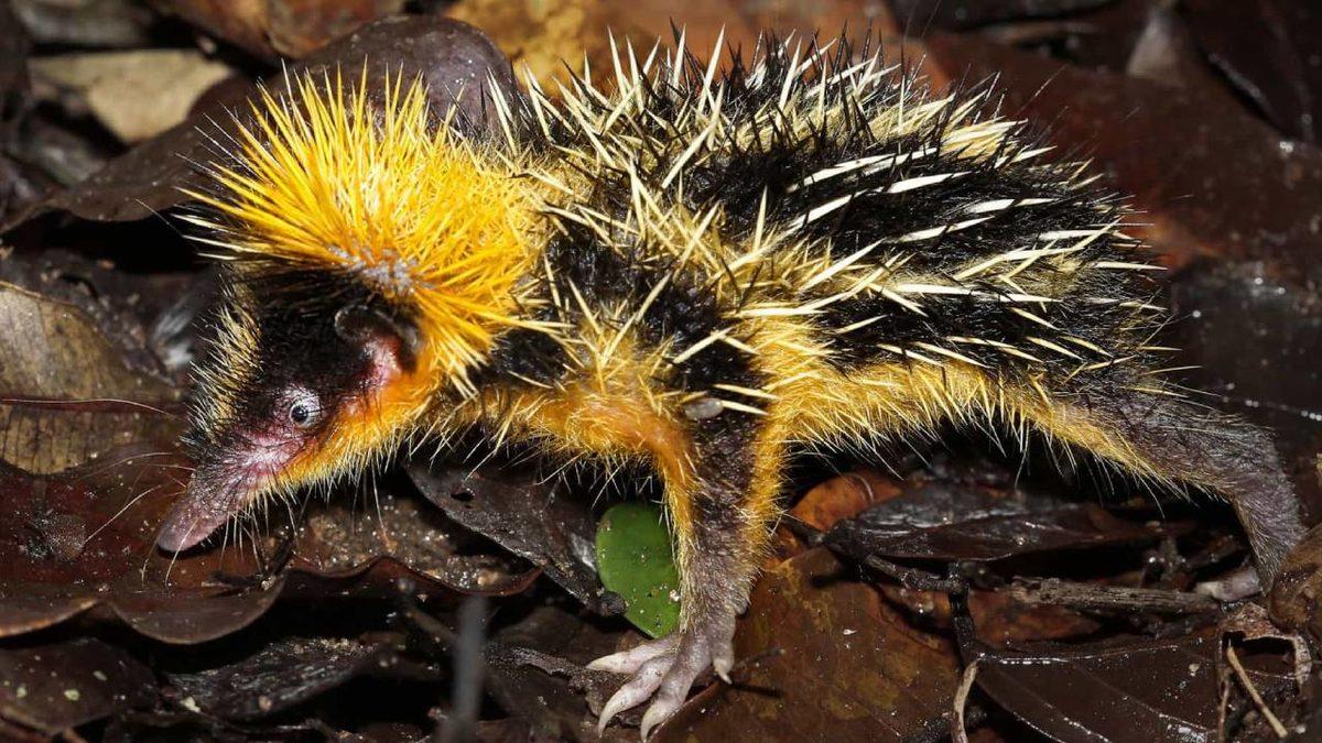 Gerçek Olduğuna İnanamayacağınız, Dünya Üzerinde Yaşayan En Garip 20 Canlı