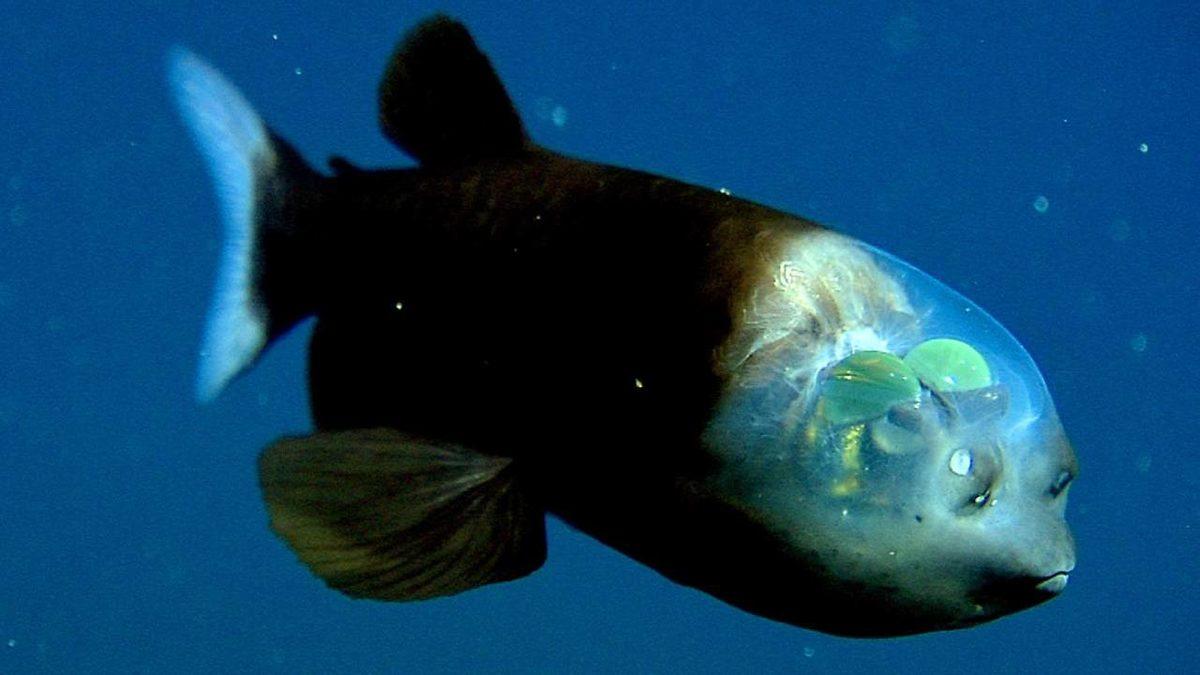 Gerçek Olduğuna İnanamayacağınız, Dünya Üzerinde Yaşayan En Garip 20 Canlı