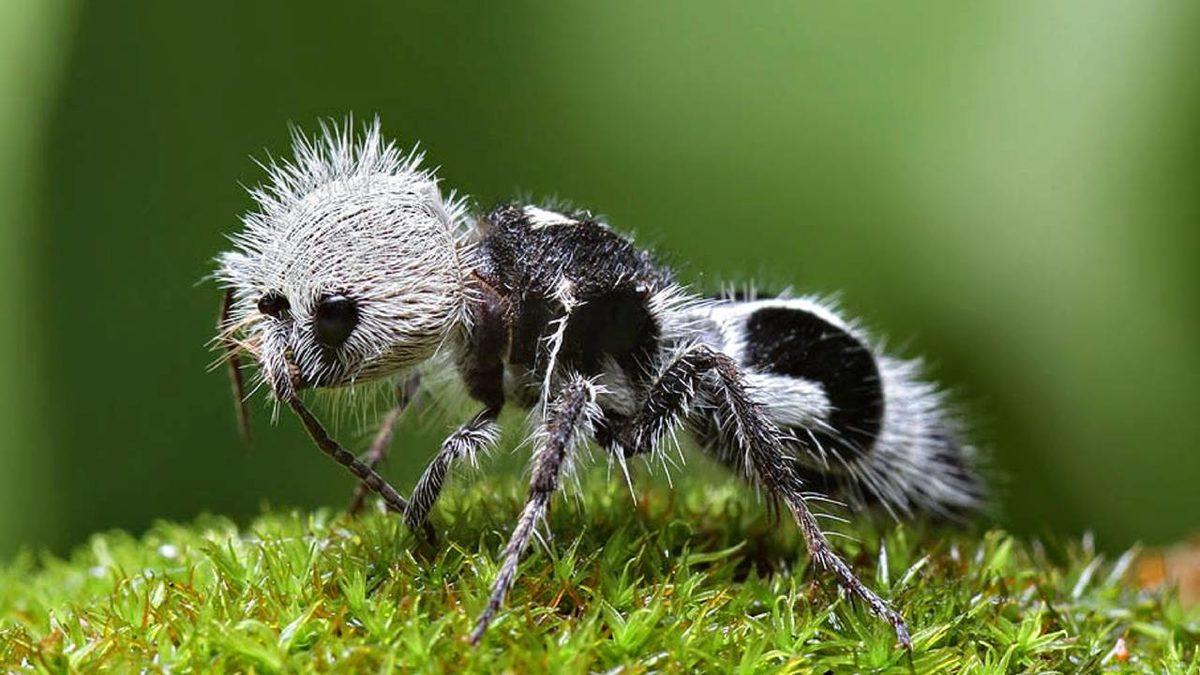 Gerçek Olduğuna İnanamayacağınız, Dünya Üzerinde Yaşayan En Garip 20 Canlı