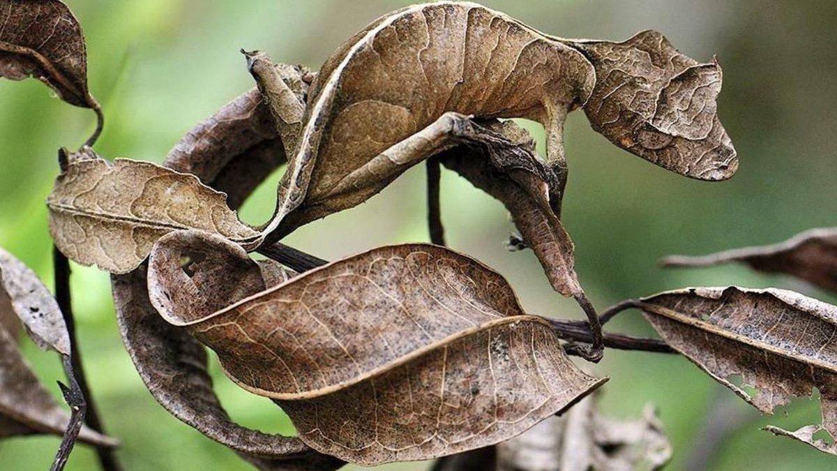 Gerçek Olduğuna İnanamayacağınız, Dünya Üzerinde Yaşayan En Garip 20 Canlı