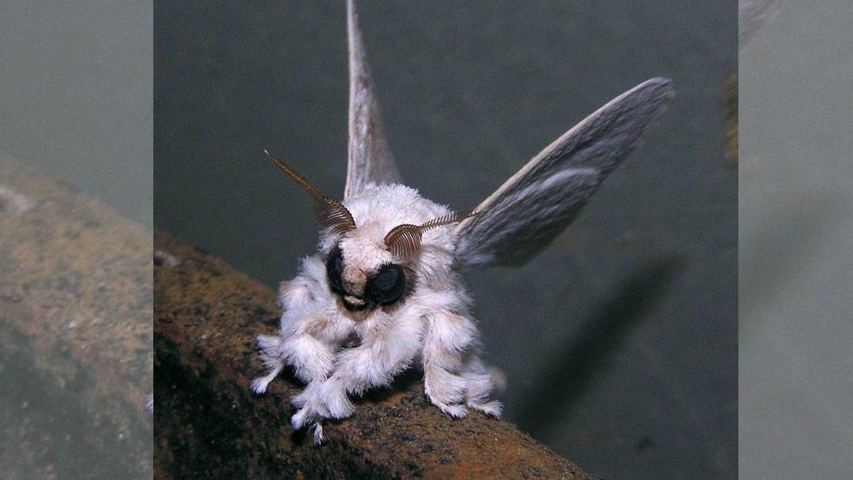 Gerçek Olduğuna İnanamayacağınız, Dünya Üzerinde Yaşayan En Garip 20 Canlı