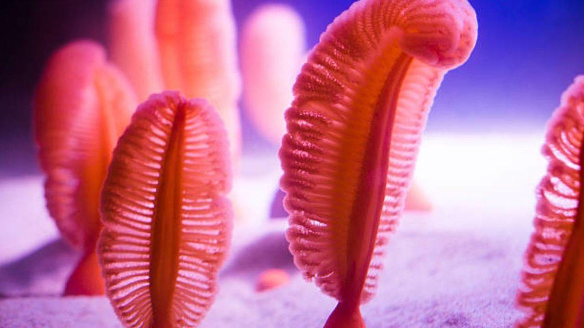 Gerçek Olduğuna İnanamayacağınız, Dünya Üzerinde Yaşayan En Garip 20 Canlı