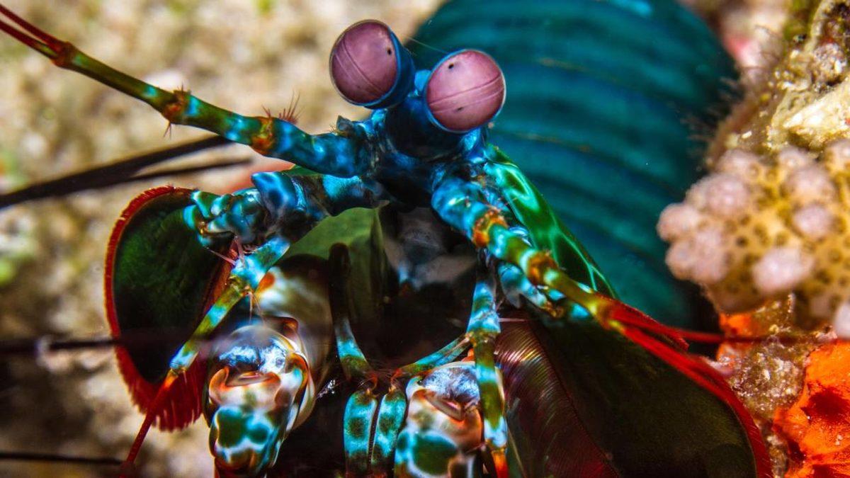 Gerçek Olduğuna İnanamayacağınız, Dünya Üzerinde Yaşayan En Garip 20 Canlı