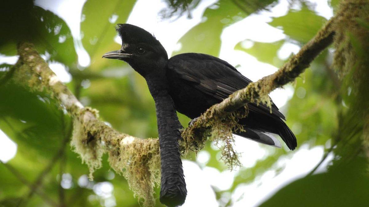 Gerçek Olduğuna İnanamayacağınız, Dünya Üzerinde Yaşayan En Garip 20 Canlı