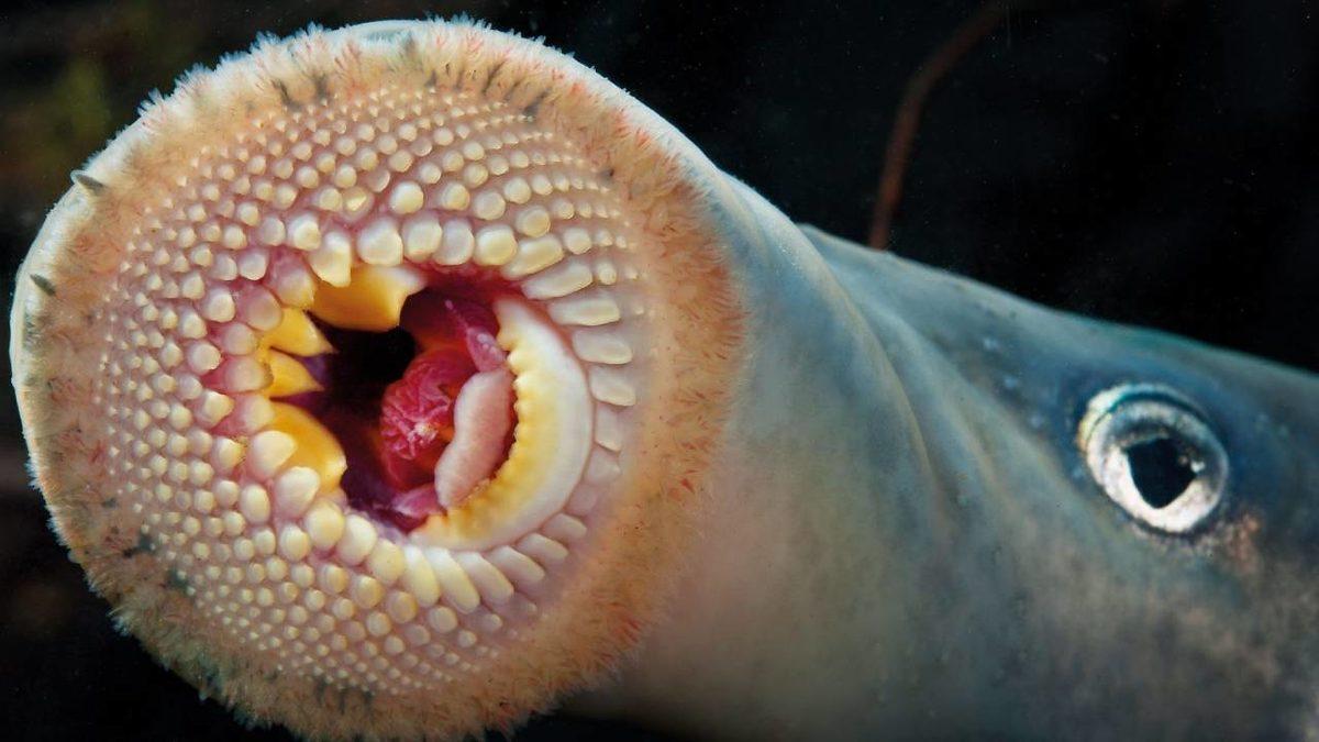 Gerçek Olduğuna İnanamayacağınız, Dünya Üzerinde Yaşayan En Garip 20 Canlı