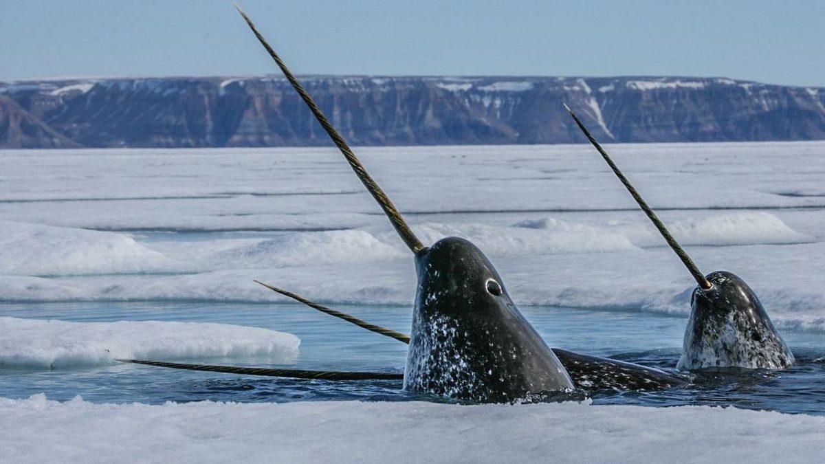 Gerçek Olduğuna İnanamayacağınız, Dünya Üzerinde Yaşayan En Garip 20 Canlı