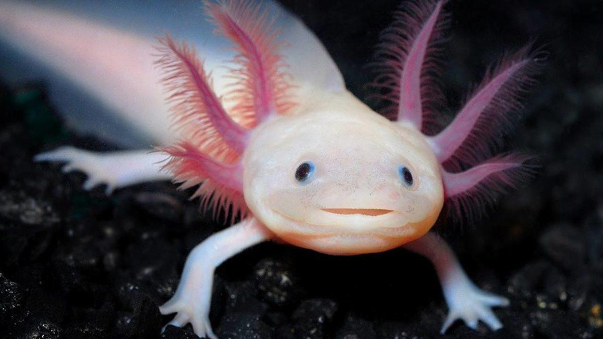 Gerçek Olduğuna İnanamayacağınız, Dünya Üzerinde Yaşayan En Garip 20 Canlı