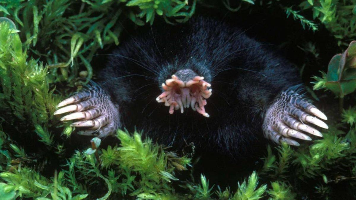 Gerçek Olduğuna İnanamayacağınız, Dünya Üzerinde Yaşayan En Garip 20 Canlı