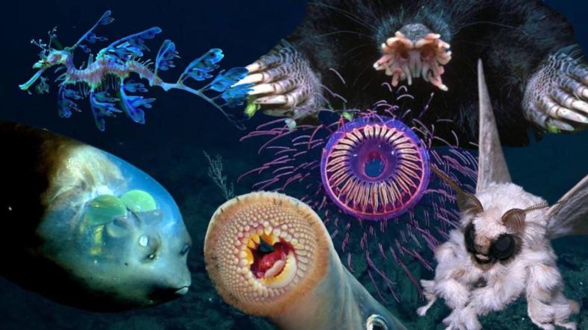 Gerçek Olduğuna İnanamayacağınız, Dünya Üzerinde Yaşayan En Garip 20 Canlı