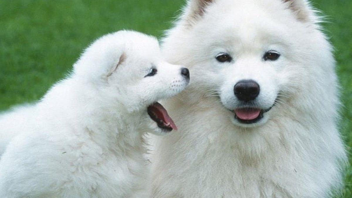 Bir Köpek Yılının Yedi İnsan Yılına Eşit Olduğu İnanışı Bir Kez Daha Çürütüldü