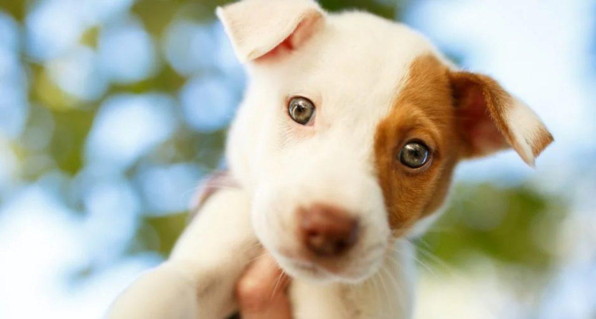 Bir Köpek Yılının Yedi İnsan Yılına Eşit Olduğu İnanışı Bir Kez Daha Çürütüldü