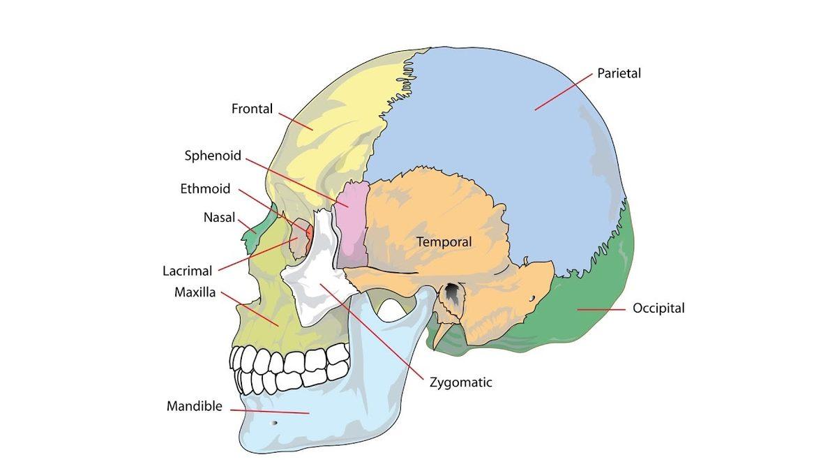 Bazı İnsanların Kafalarında Bulunan ’Occipital Torus’ Çıkıntısı Nereden Geliyor?