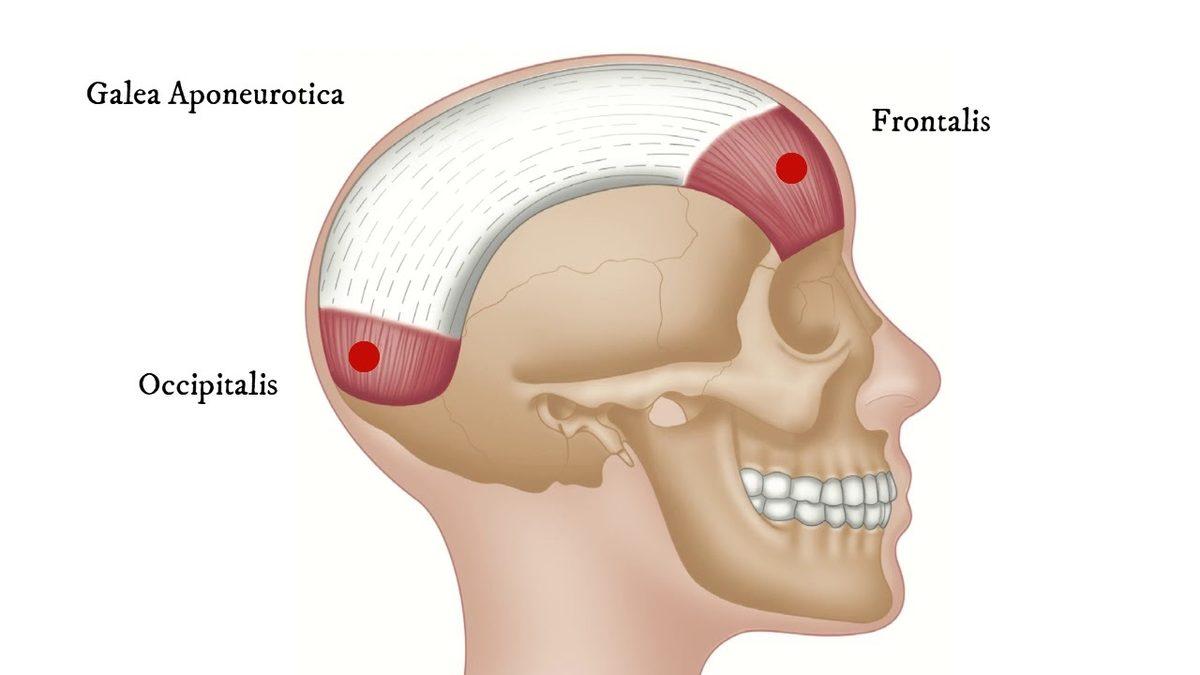 Bazı İnsanların Kafalarında Bulunan ’Occipital Torus’ Çıkıntısı Nereden Geliyor?