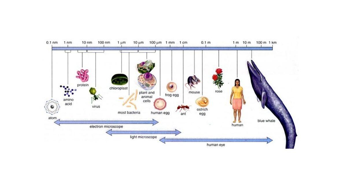 Teknolojik Cihazlarda Gördüğümüz ’İnç’ Nedir, Neye Göre Hesaplanıyor?